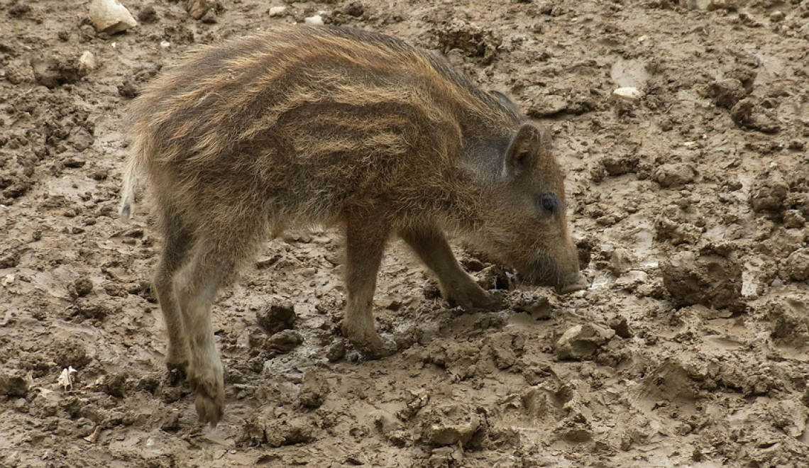 Abbildung von Frischling im Schlamm