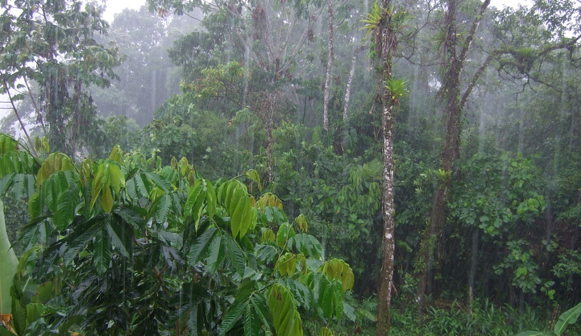 Abbildung von Tropenwald in Tena Ecuador