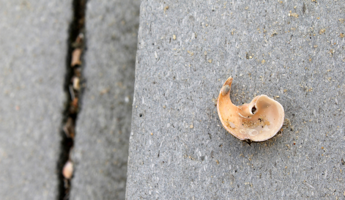 Apostrophe - Quinn Dombrowski - flickr Abbildung von Muschel in Apostroph-Form
