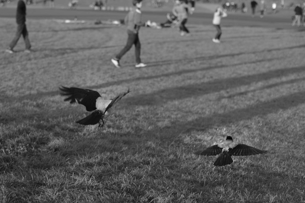 Abbildung von Rabenvoegeln im Flug