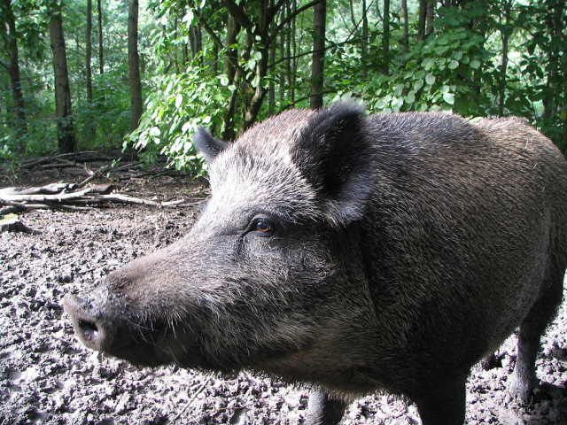 Foto eines Wildschweins