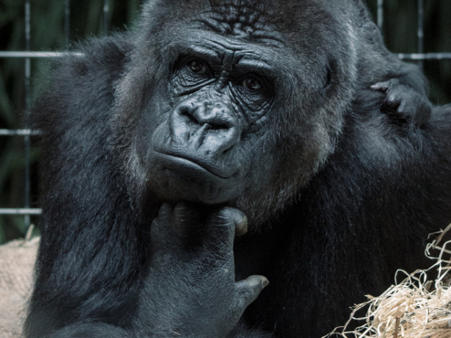 Abbildung von einem scheinbar nachdenklichem Gorilla